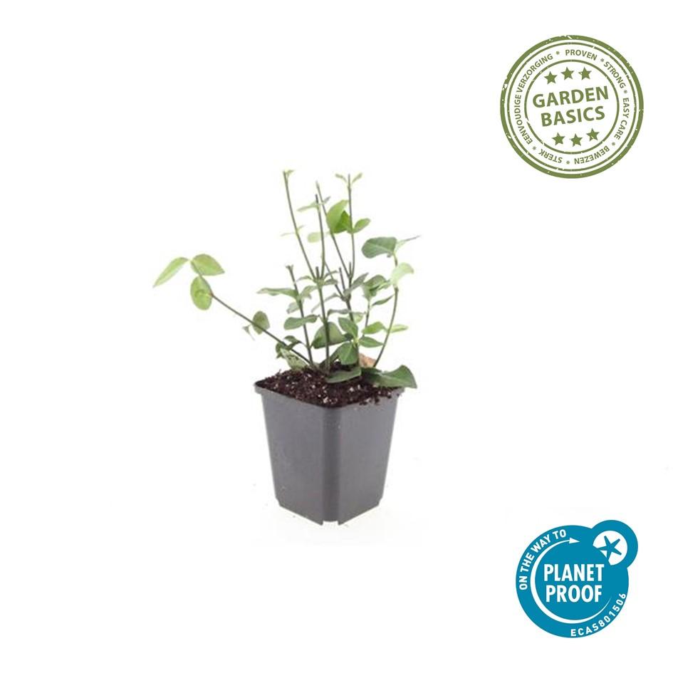Purpur – Kriechspindel Euonymus fortunei 'Coloratus' – ↕10-25cm – Ø9cm – 12 Pflanzen – Winterharter Zierstrauch für Beete, Bodendecker & Hecken