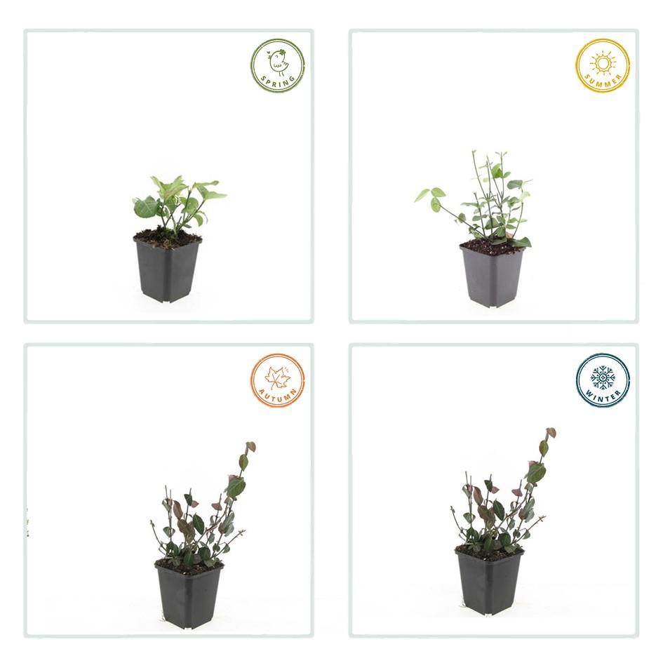 Purpur – Kriechspindel Euonymus fortunei 'Coloratus' – ↕10-25cm – Ø9cm – 12 Pflanzen – Winterharter Zierstrauch für Beete, Bodendecker & Hecken