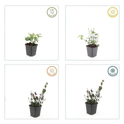 Purpur – Kriechspindel Euonymus fortunei 'Coloratus' – ↕10-25cm – Ø9cm – 12 Pflanzen – Winterharter Zierstrauch für Beete, Bodendecker & Hecken