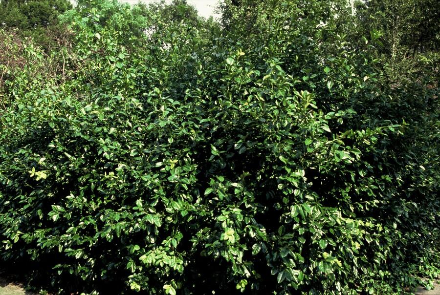 Purpur – Kriechspindel Euonymus fortunei 'Coloratus' – ↕10-25cm – Ø9cm – 12 Pflanzen – Winterharter Zierstrauch für Beete, Bodendecker & Hecken
