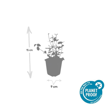 Purpur – Kriechspindel Euonymus fortunei 'Coloratus' – ↕10-25cm – Ø9cm – 12 Pflanzen – Winterharter Zierstrauch für Beete, Bodendecker & Hecken