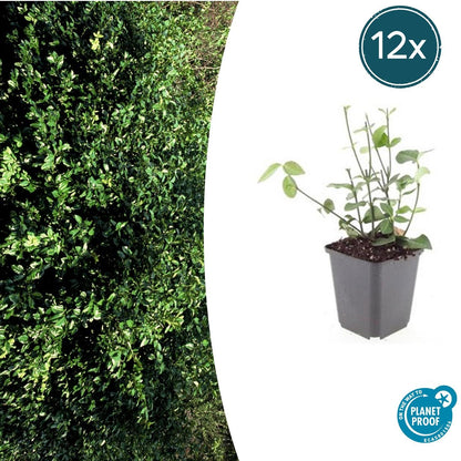 Purpur – Kriechspindel Euonymus fortunei 'Coloratus' – ↕10-25cm – Ø9cm – 12 Pflanzen – Winterharter Zierstrauch für Beete, Bodendecker & Hecken