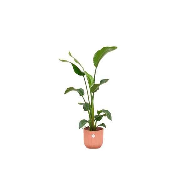 Strelitzia Nicolai Baum-Strelitzie – ca. 100cm hoch – Ø22cm – Inkl. Pflanztopf Rosa – Tropische Zimmerpflanze mit großen Blättern – Exotische Grünpflanze für Wohnzimmer & Büro