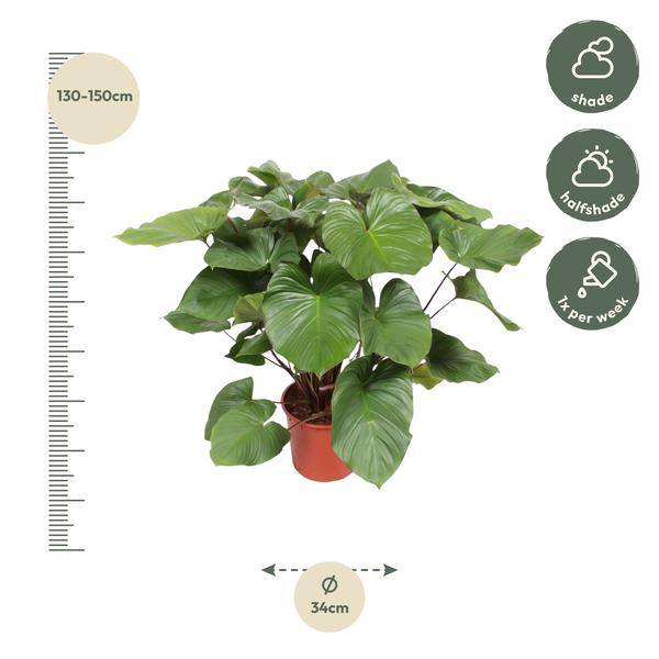 Homalomena Rubescens Zimmerpflanze Ø34cm ↕140cm – pflegeleichte Grünpflanze für Wohnzimmer, Büro & helle Standorte kaufen