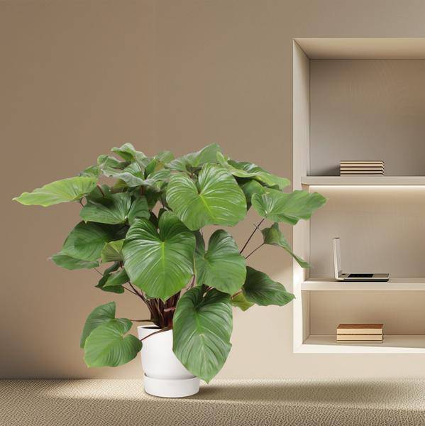 Homalomena Rubescens Zimmerpflanze Ø34cm ↕140cm – pflegeleichte Grünpflanze für Wohnzimmer, Büro & helle Standorte kaufen