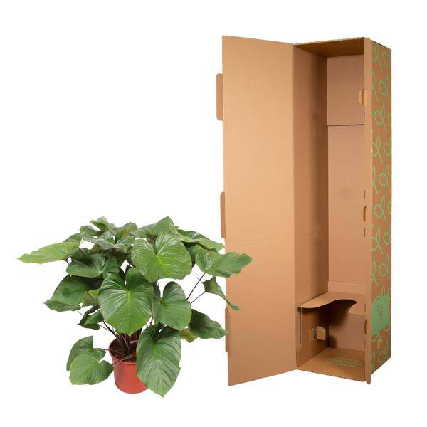 Homalomena Rubescens Zimmerpflanze Ø34cm ↕140cm – pflegeleichte Grünpflanze für Wohnzimmer, Büro & helle Standorte kaufen